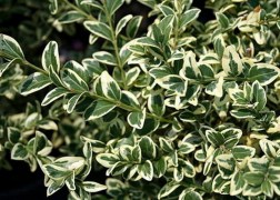 Buxus sempervirens suffruticosa variegata / Törpe puszpáng tarka